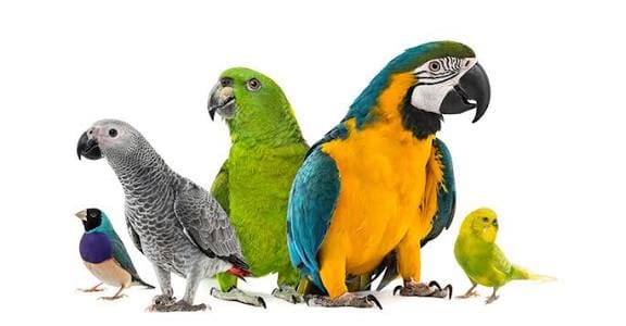 شناخت پرندگان خانگی و معرفی گونه‌ها و نژادهای محبوب؛ راهنمای جامع ویژگی‌ها، رفتار و شرایط نگهداری