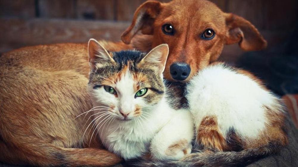 سگ یا گربه؟ کدام حیوان خانگی برای سبک زندگی شما مناسب‌تر است؟
