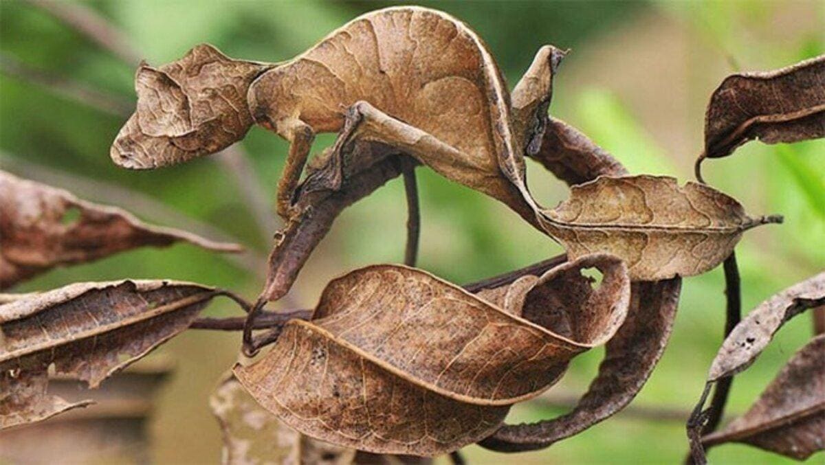 عجیب‌ترین راه‌های زنده ماندن حیوانات؛ وقتی طبیعت قوانین خودش را می‌نویسد