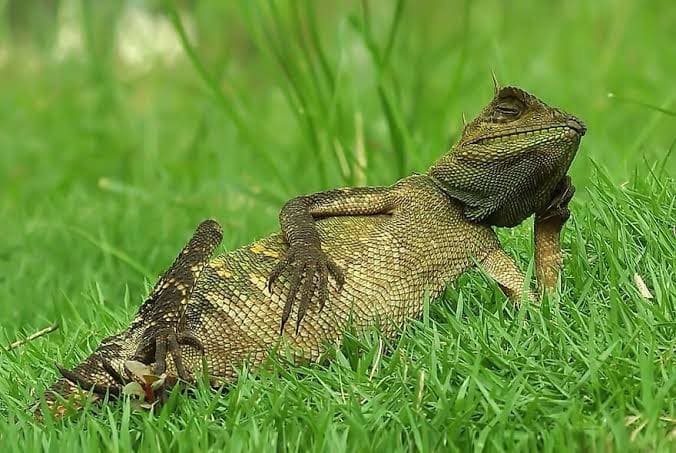 reptile-lifestyle-and-behavior 1.jpeg