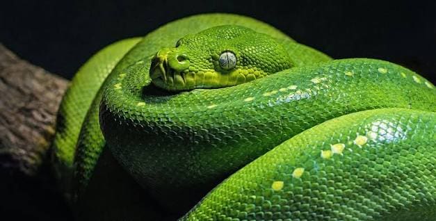 reptile-lifestyle-and-behavior 3.jpeg