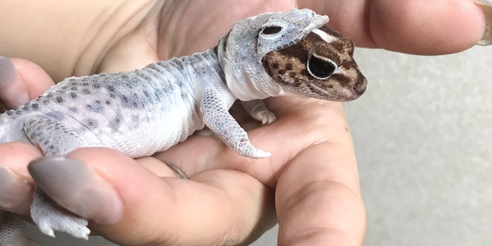 reptile-lifestyle-and-behavior 5.jpg