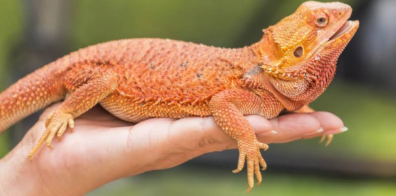 reptile-lifestyle-and-behavior 2.jpeg