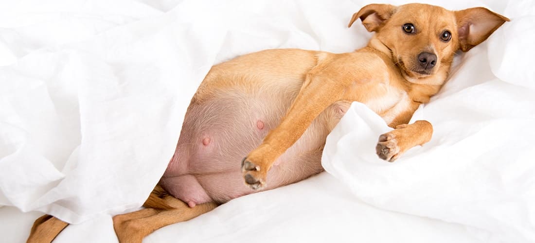 dog-pregnancy-care-and-birth 3.jpg