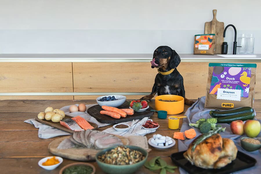 dog-daily-calorie-needs-and-feeding-plan 5.avif