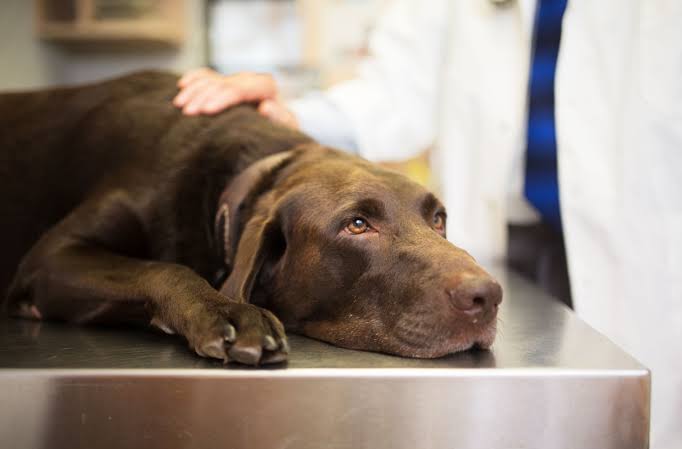 dog-poisoning-symptoms-first-aid-treatment 3.jpeg