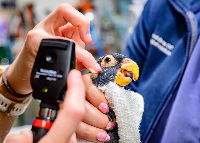pet-bird-poisoning-signs-causes-first-aid 3.jpeg