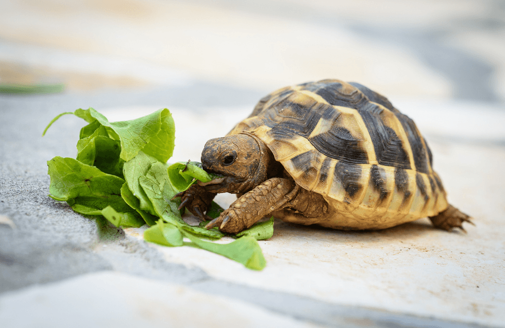reptile-lifestyle-and-behavior 4.png