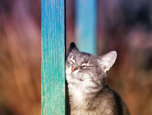 interesting-facts-about-cat-behavior 2.jpeg