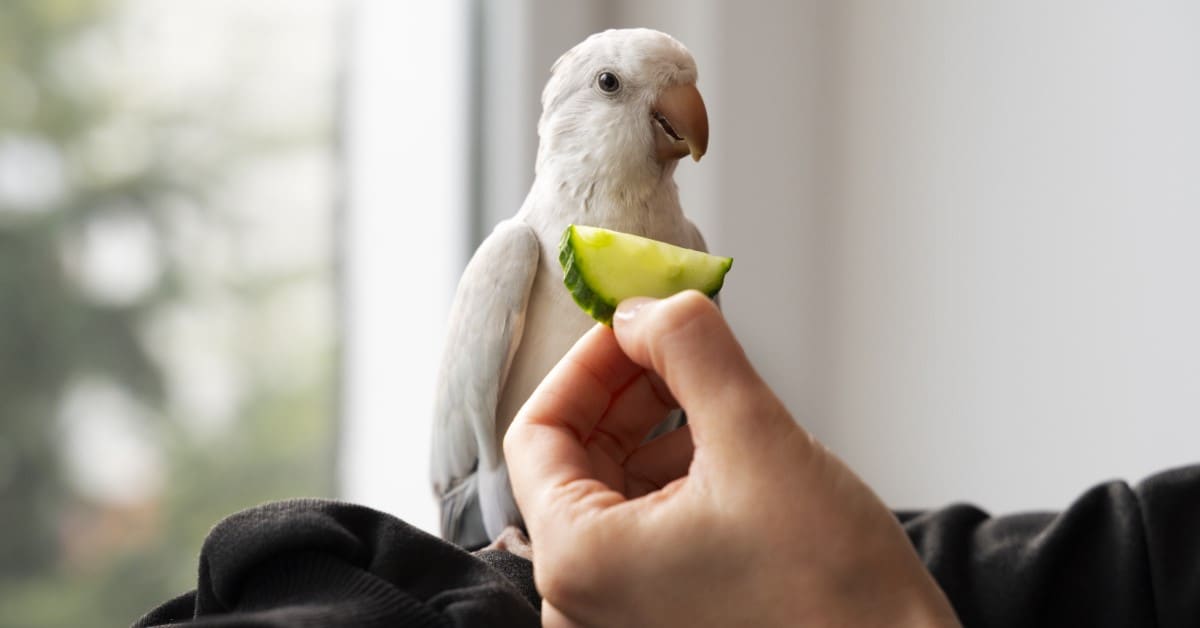 pet-birds-nutrition-and-diet.jpg