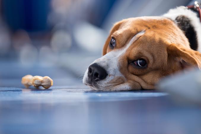 dog-poisoning-symptoms-first-aid-treatment 2.jpeg
