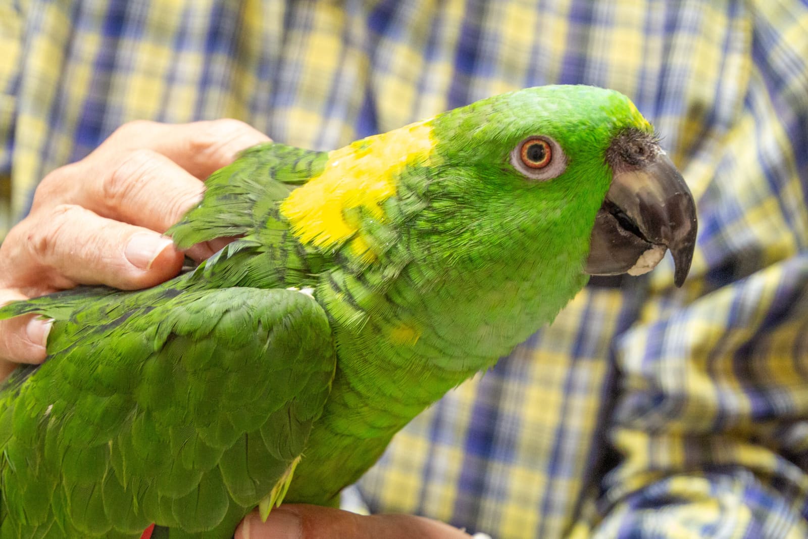 pet birds behaviors.jpg