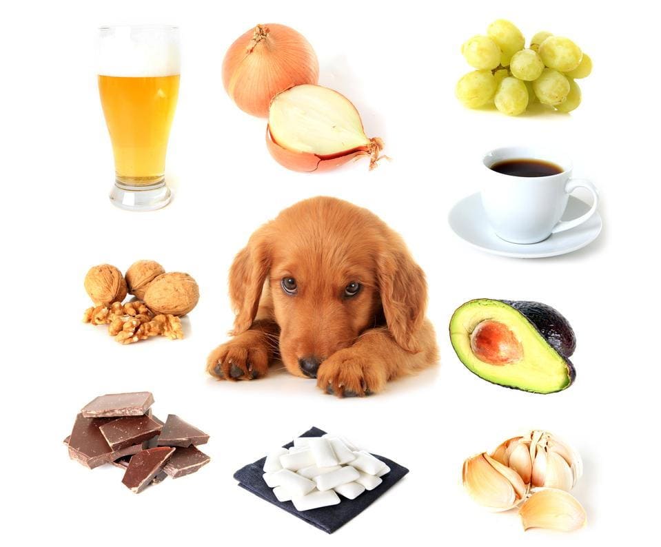 dog-poisoning-symptoms-first-aid-treatment.jpg