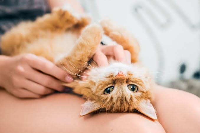 interesting-facts-about-cat-behavior 1.jpeg