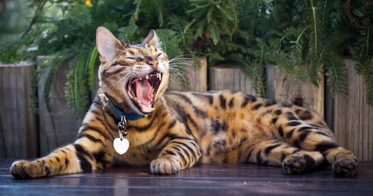 interesting-facts-about-cat-behavior 4.jpeg