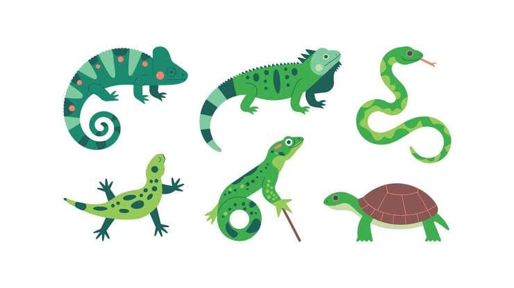 reptile-lifestyle-and-behavior 6.jpeg