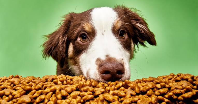 dog-daily-calorie-needs-and-feeding-plan 2.jpeg