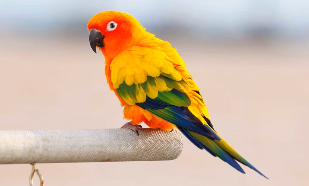 کانور.avif