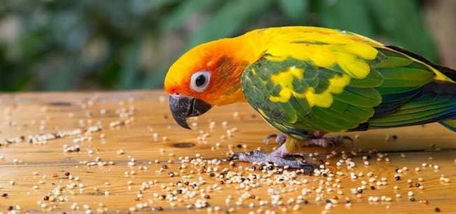 pet-birds-nutrition-and-diet 2.jpeg
