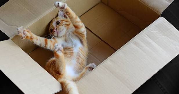 interesting-facts-about-cat-behavior 3.jpeg