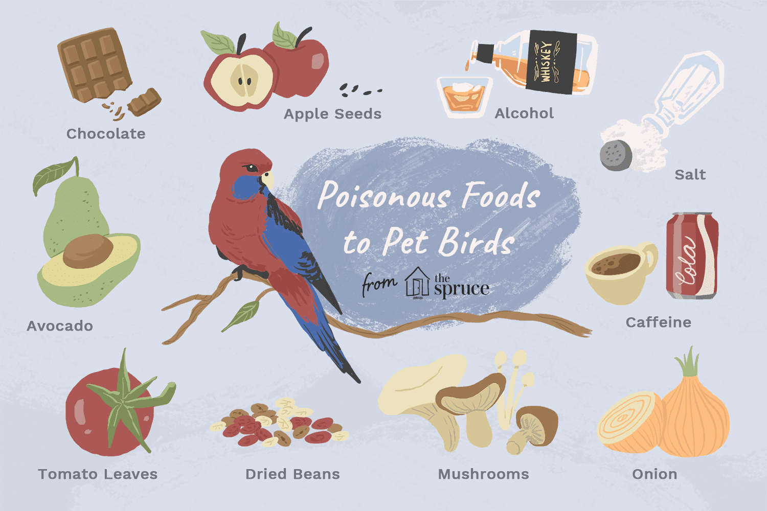 pet-bird-poisoning-signs-causes-first-aid 2.png
