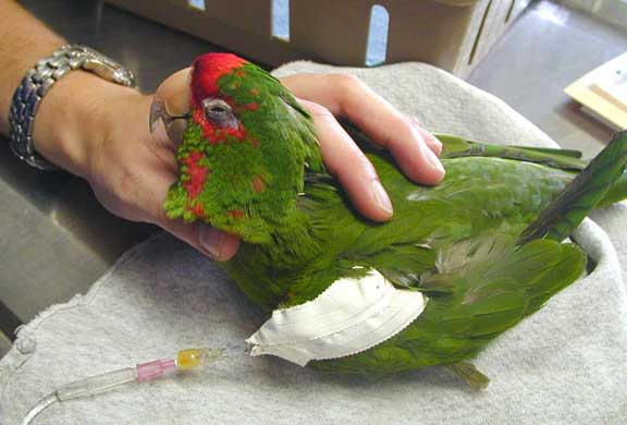 pet-bird-poisoning-signs-causes-first-aid 1.jpg