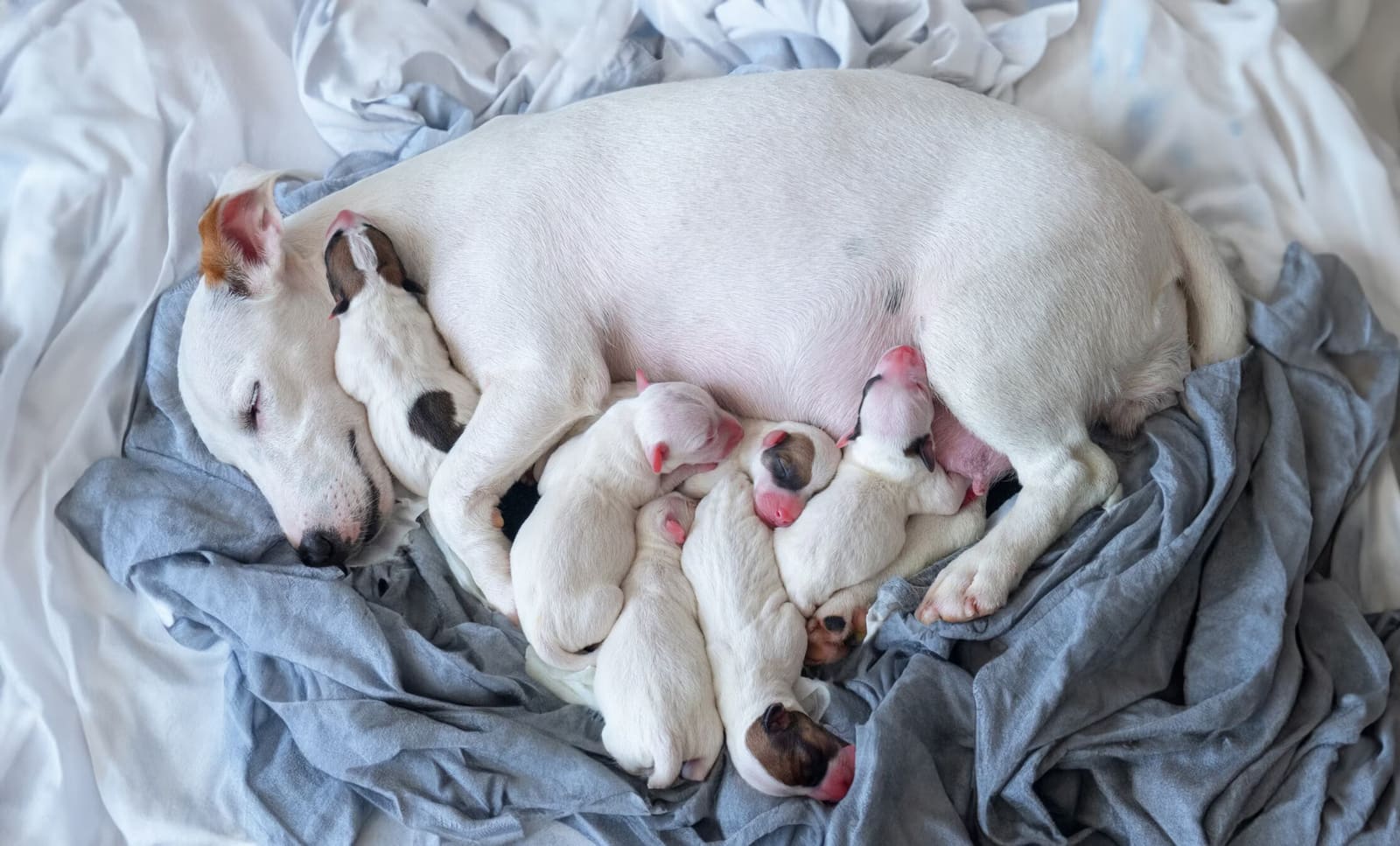 dog-pregnancy-care-and-birth ۱.avif