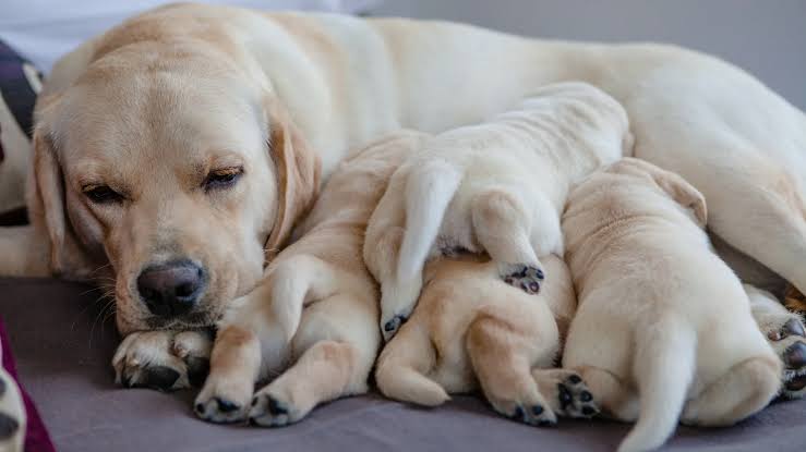 dog-pregnancy-care-and-birth. ۲.jpeg