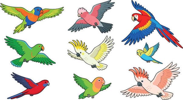 pet birds.jpeg